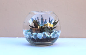 Open Terrarium