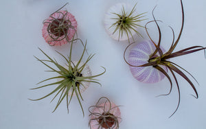 Mini Air Plant Urchin
