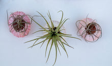 Load image into Gallery viewer, Mini Air Plant Urchin
