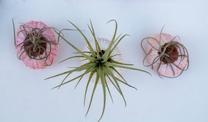 Mini Air Plant Urchin