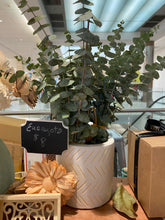 Cargar imagen en el visor de la galería, Eucalyptus Bouquet
