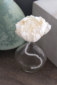 White Sola Flower